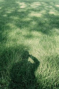 person making photo of grass